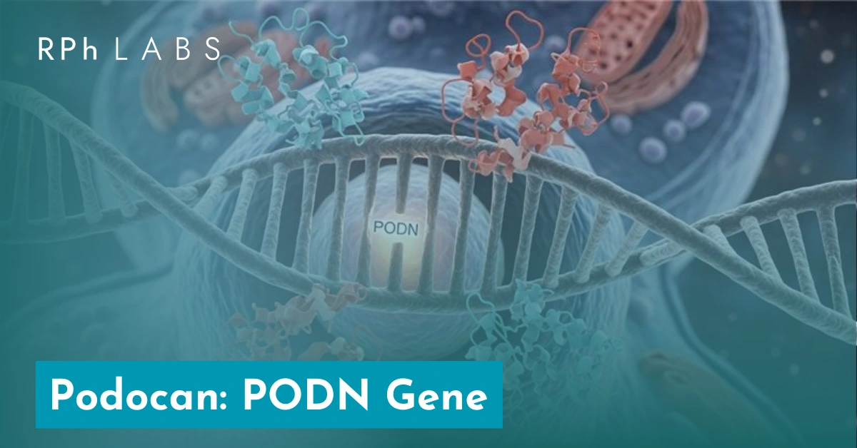 Podocan: PODN Gene