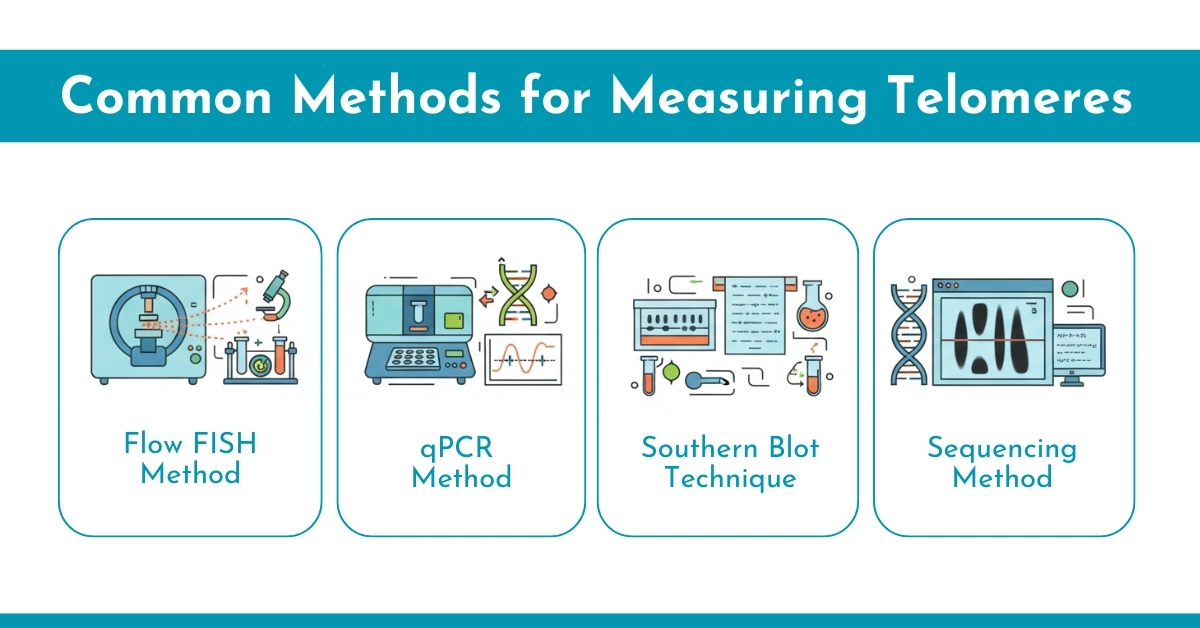 Common Methods for Measuring Telomeres
