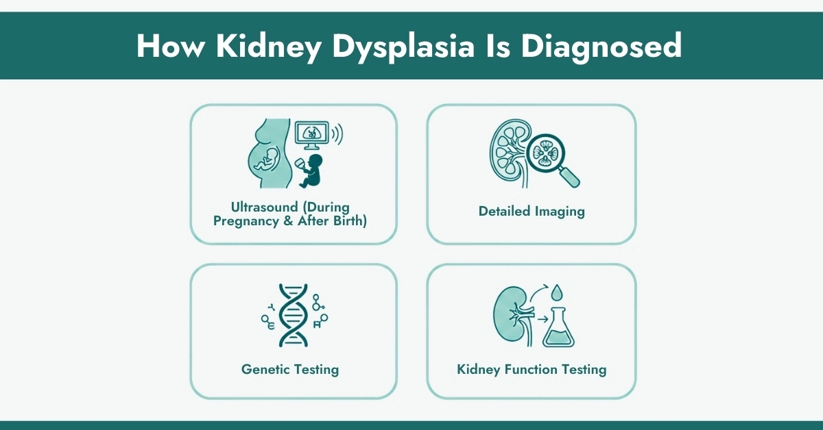 How Kidney Dysplasia Is Diagnosed